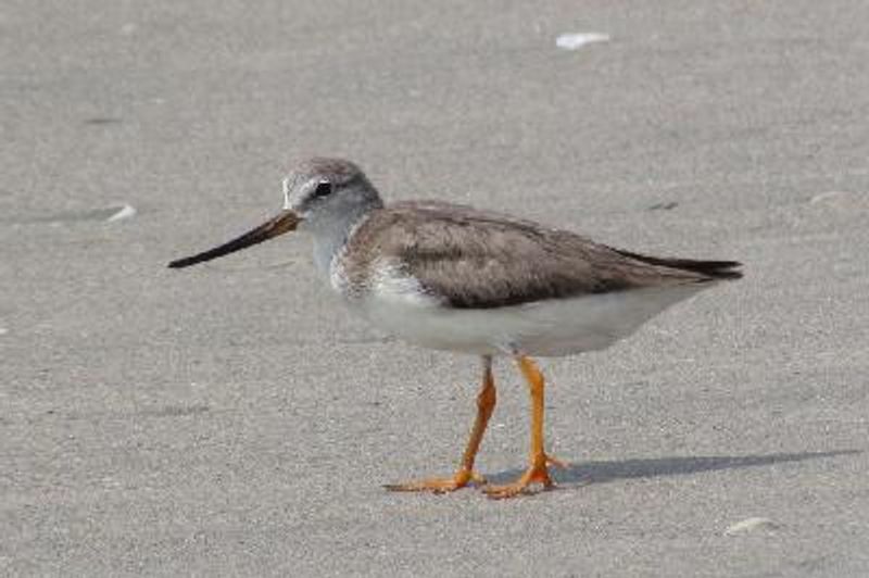 Terek Sandpiper