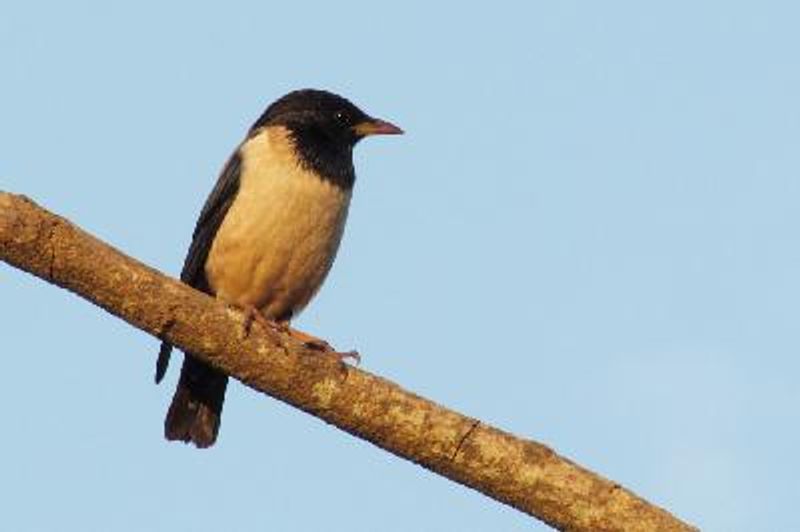 Rosy Starling