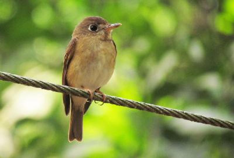 Brown breasted Flycatcher