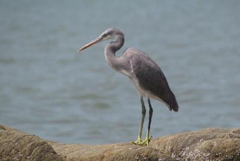 Western Reef Egret