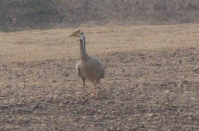 Bar headed Goose