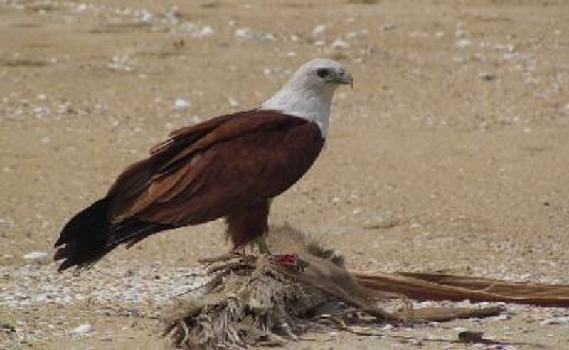 Brahminy Kite