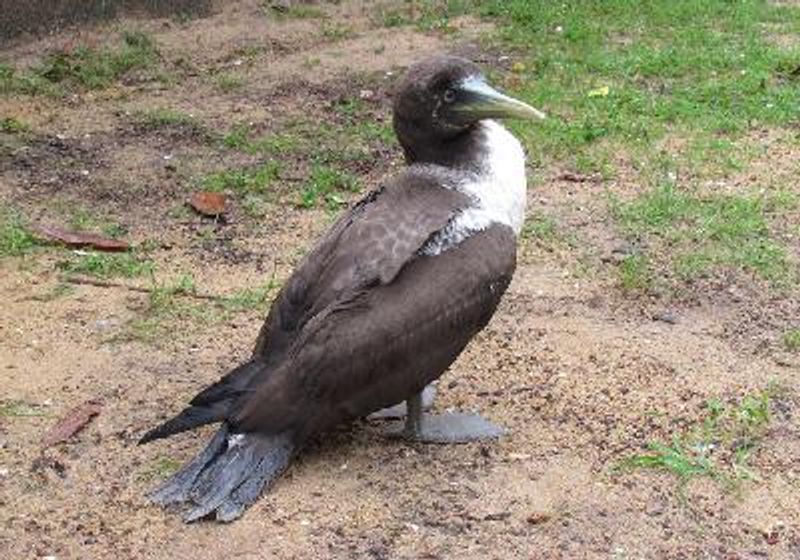 Masked Booby