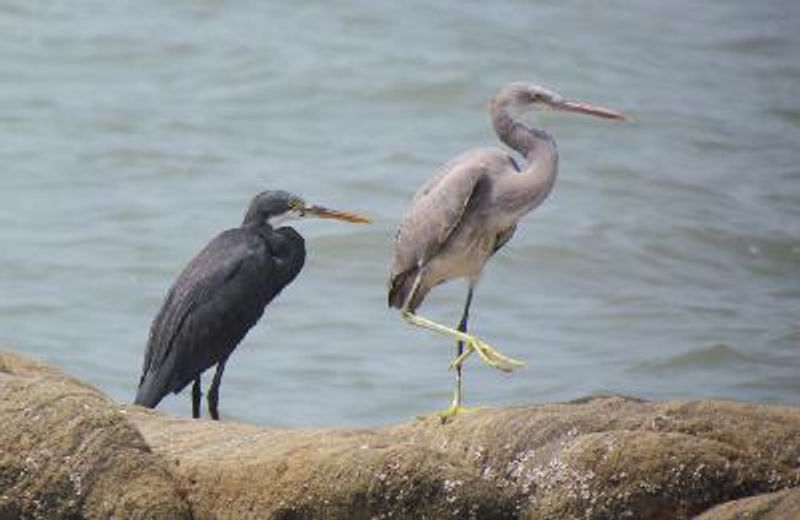 Western Reef Egret