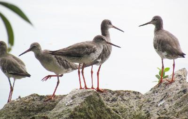 Common Redshank