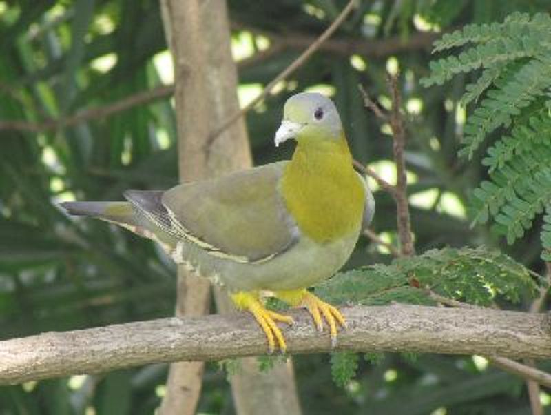 Yellow footed Green Pigeon