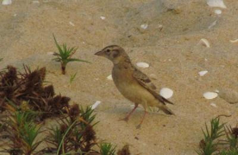 Greater Short toed Lark