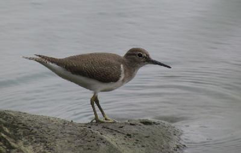 Common Sandpiper