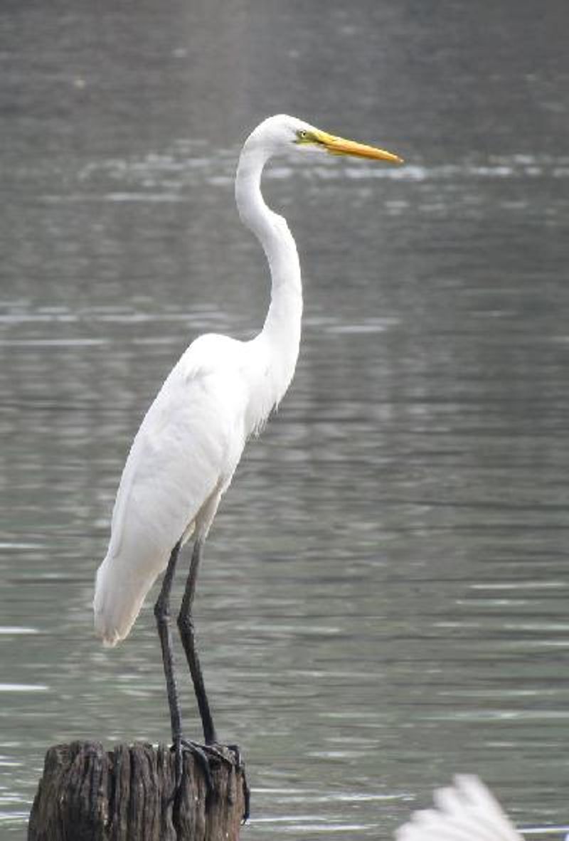 Great Egret