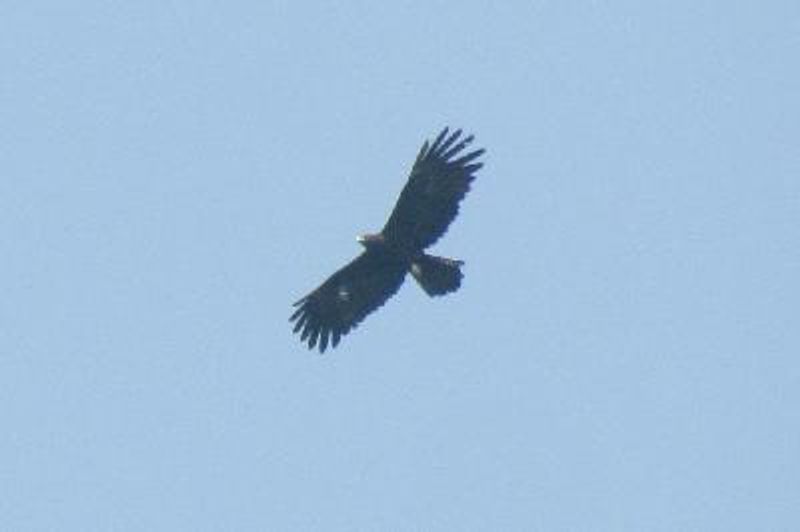 Black Eagle