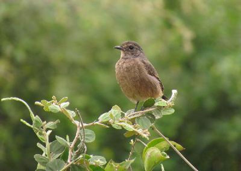 Pied BushChat