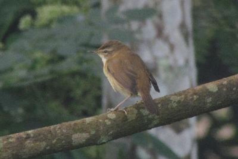 Paddyfield Warbler