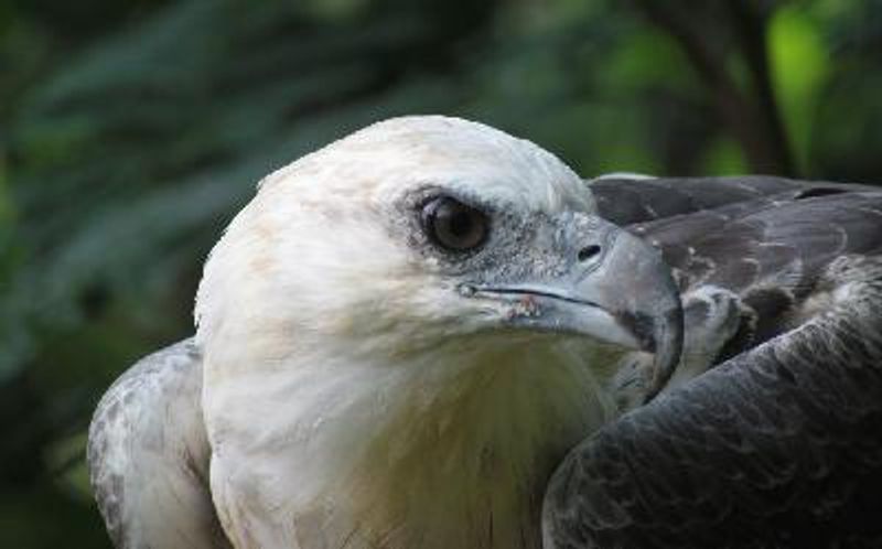 White bellied Sea Eagle