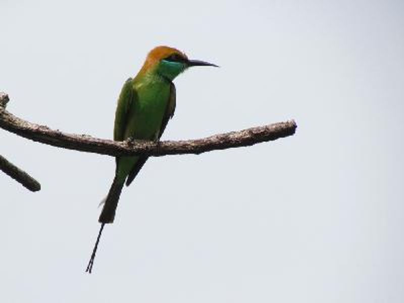 Green Bee eater