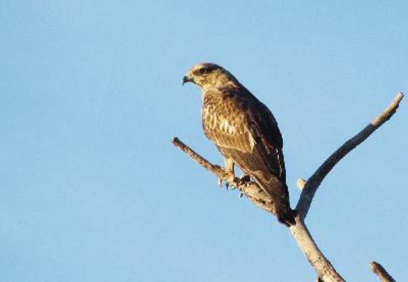 Common Buzzard