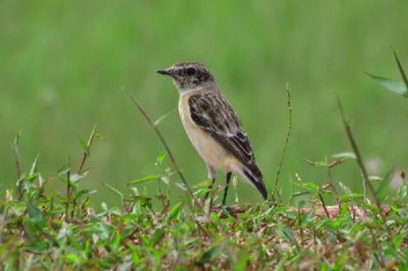 Siberian Stonechat