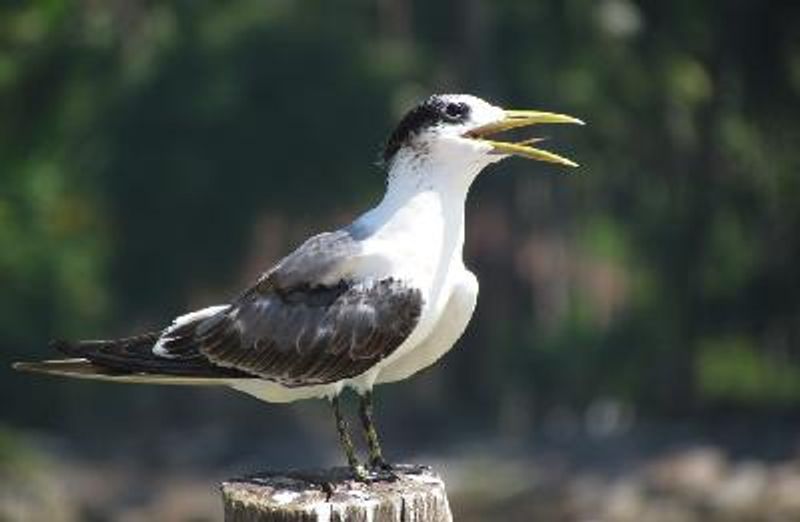 Greater Crested Tern