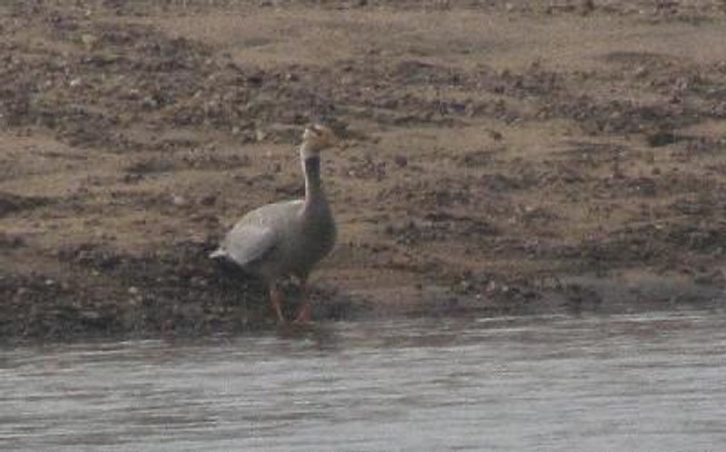 Bar headed Goose