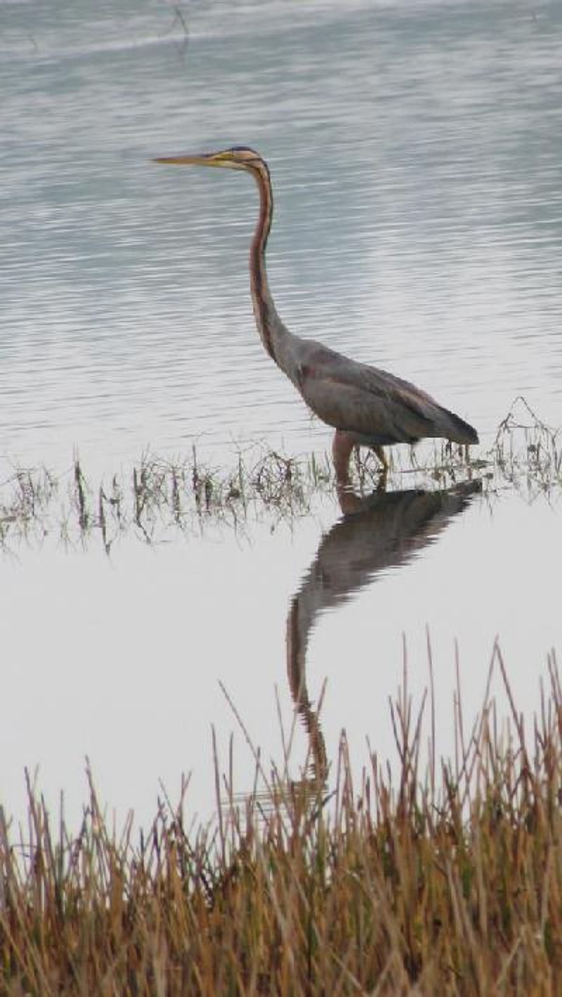 Purple Heron