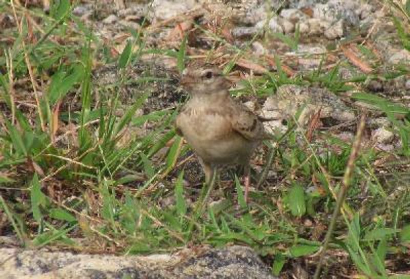 Greater Short toed Lark