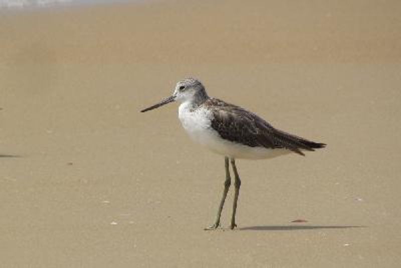 Common Greenshank