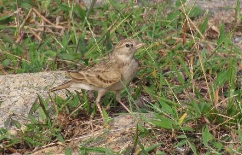 Greater Short toed Lark