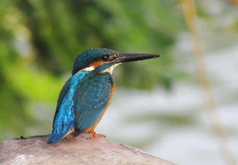 Common Kingfisher