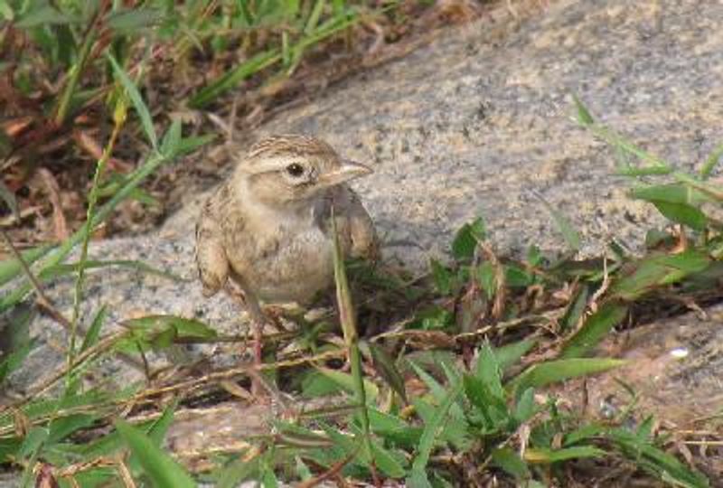 Greater Short toed Lark