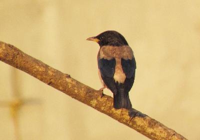 Rosy Starling