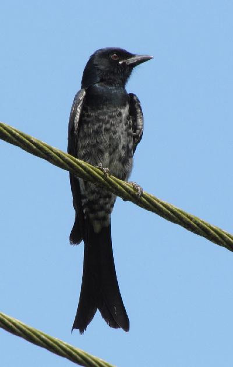 Black Drongo