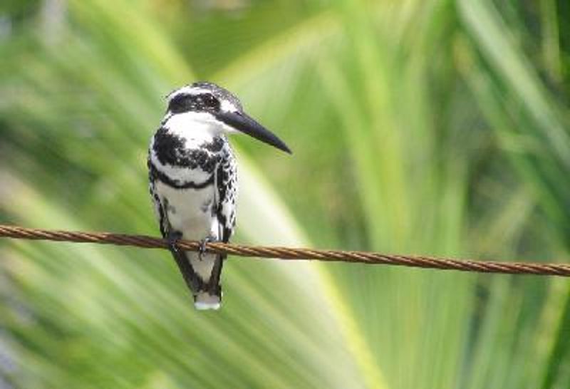 Pied Kingfisher