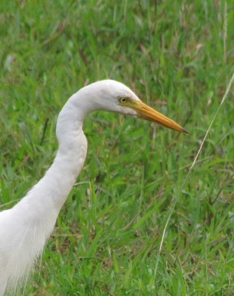 Intermediate Egret