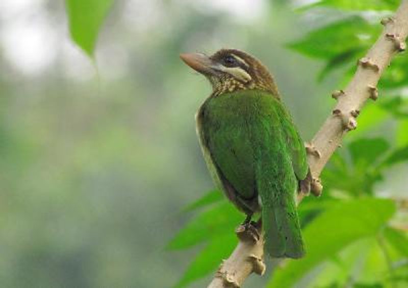 White cheeked Barbet