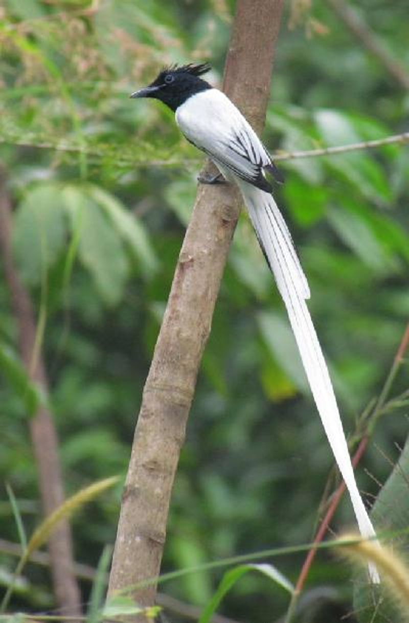 Indian Paradise Flycatcher