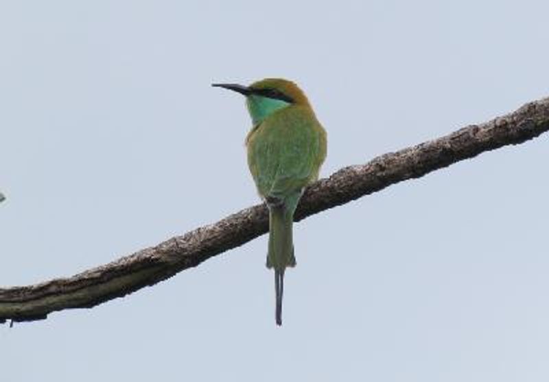 Green Bee eater