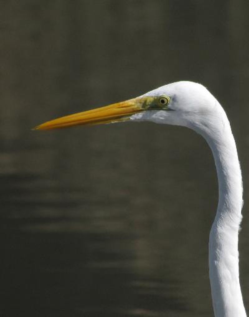 Great Egret