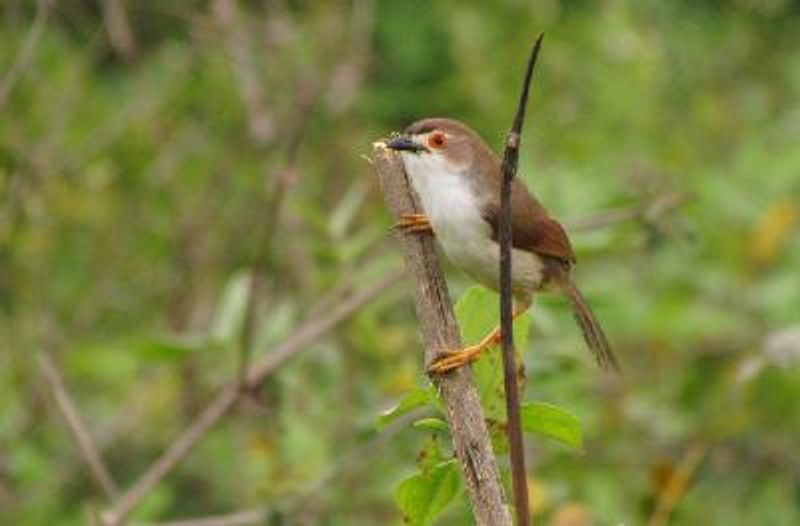 Yellow eyed Babbler