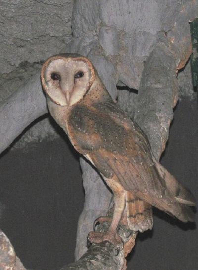 Common Barn Owl