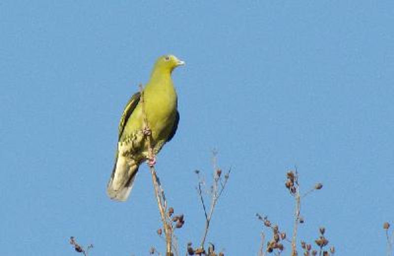 Grey fronted Green Pigeon