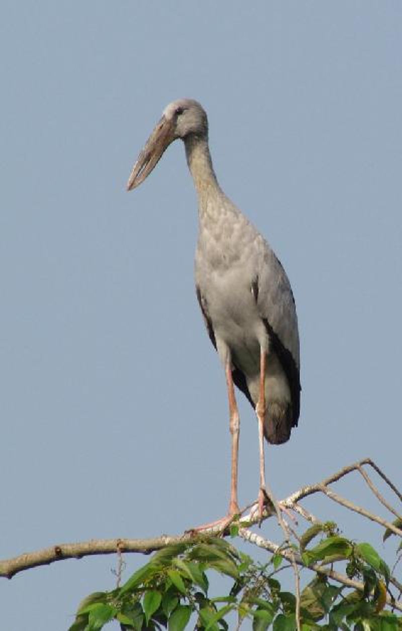 Asian Openbill