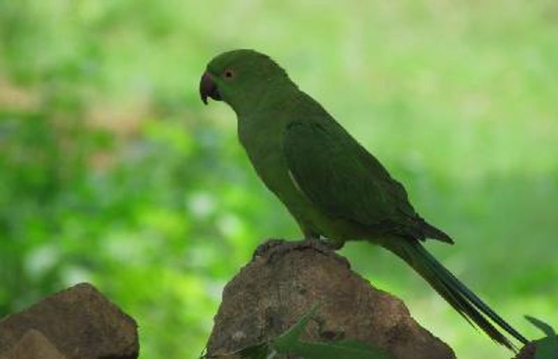 Rose ringed Parakeet