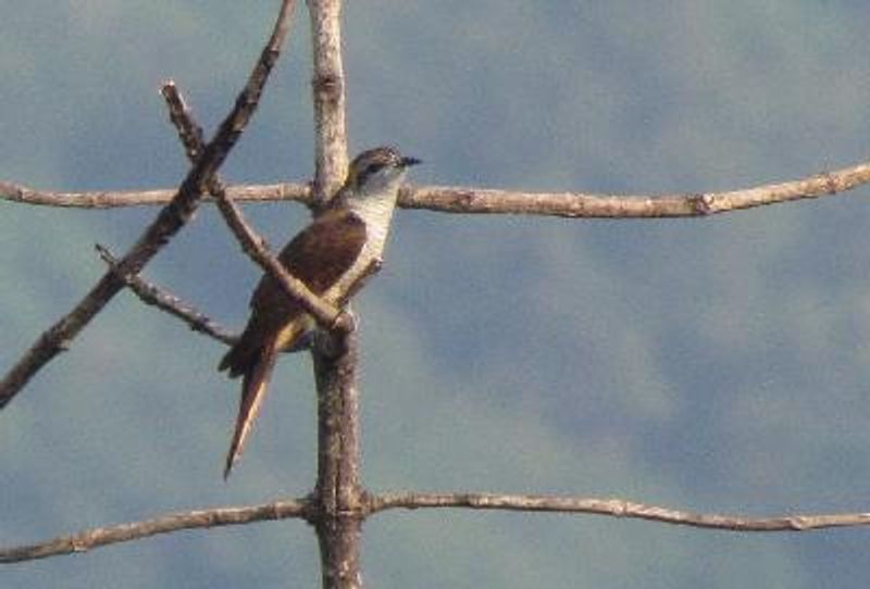 Banded Bay Cuckoo