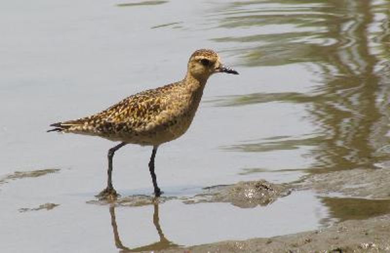 Pacific Golden Plover