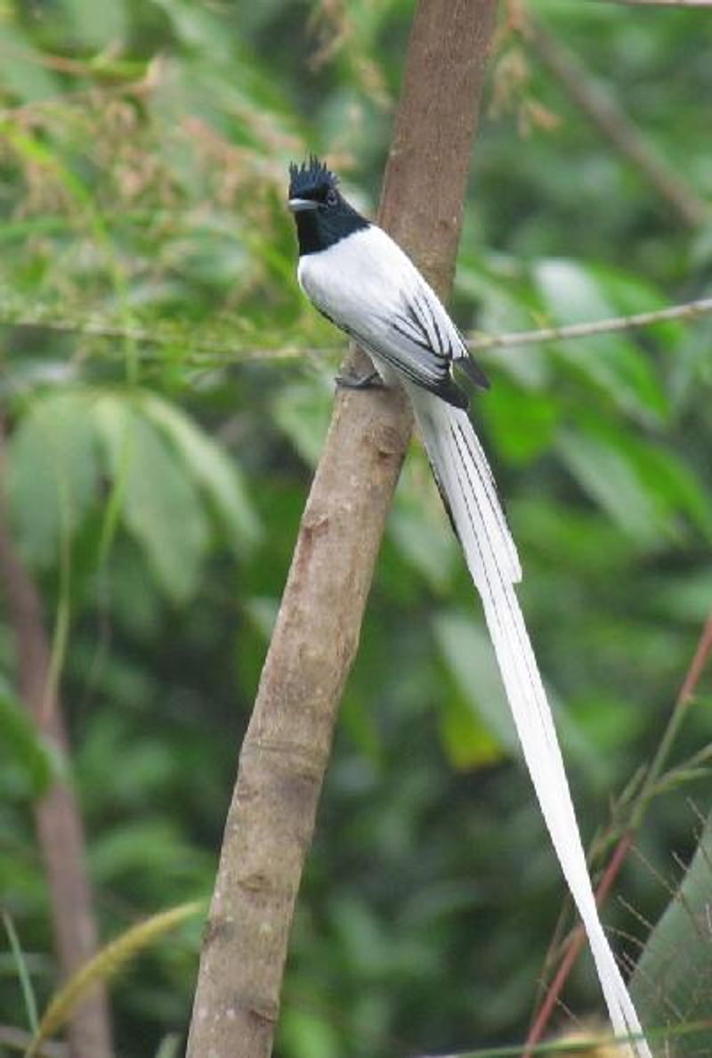 Indian Paradise Flycatcher