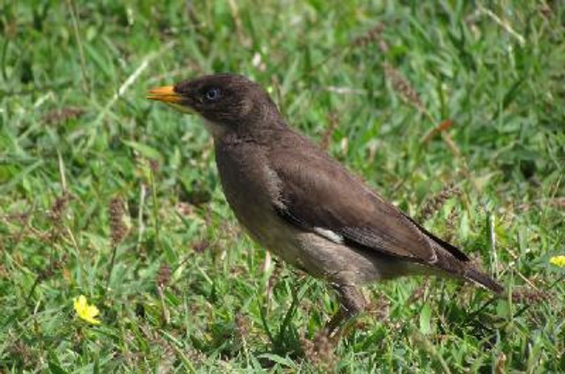 Jungle Myna