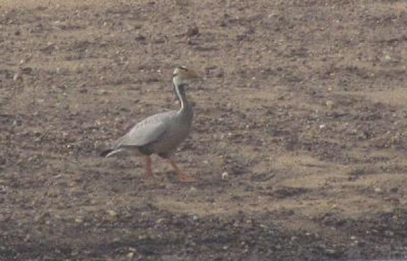 Bar headed Goose