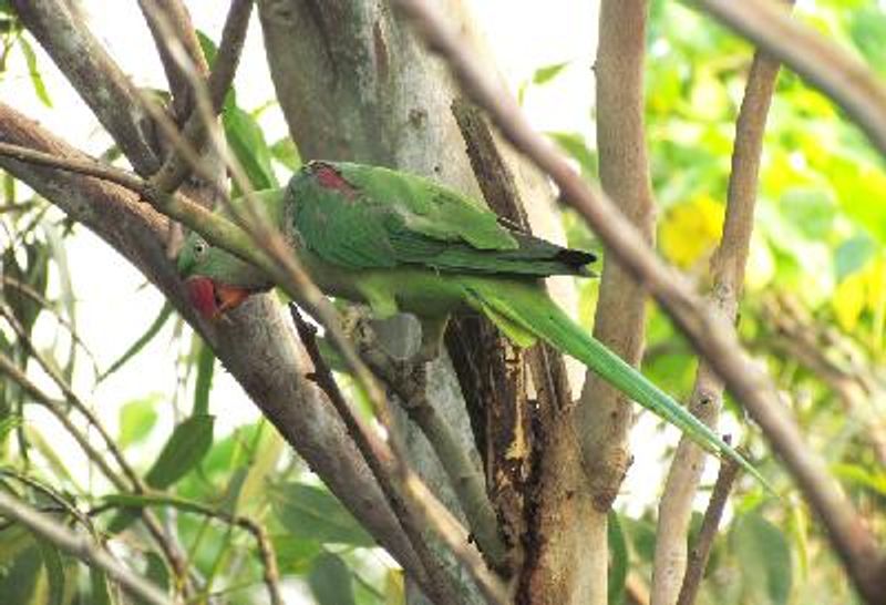 Alexandrine Parakeet