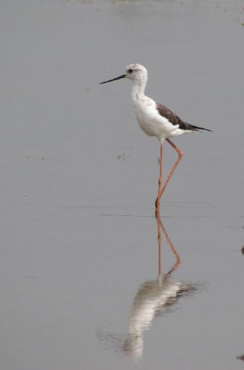 Black winged Stilt