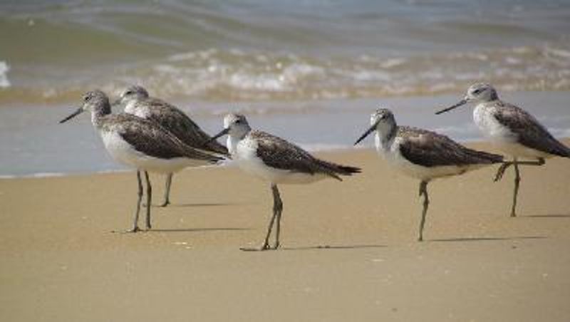 Common Greenshank