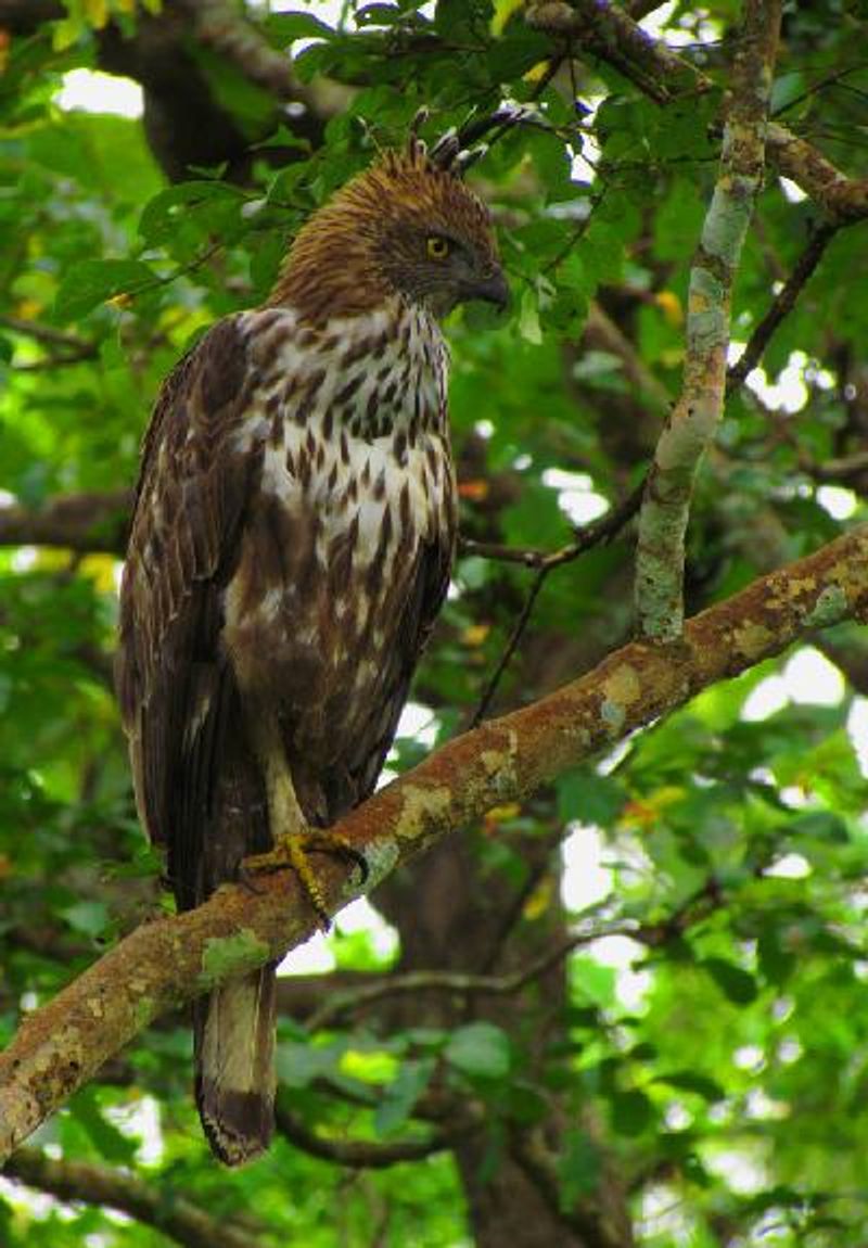 Crested Hawk Eagle